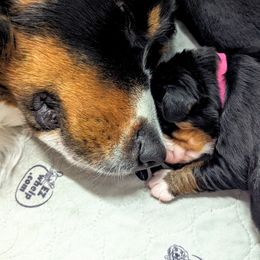 Bernedoodle and Bernese Mountain Dog Puppies from Rafter 58 Bernese Mountains and Bernedoodles
