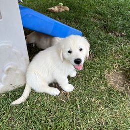 Golden Retriever Puppies from Stud Service