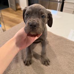 Gray Female - Gray female Cane Corso puppy in Knoxville, Tennessee from Crowned Corso