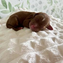 Beau (gray) - Red  male Goldendoodle puppy in Apopka, Florida from The Classic Doodle