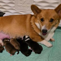 Girl 1 - Red female Pembroke Welsh Corgi puppy in Greensboro, Georgia from Loosey Goosey Farms