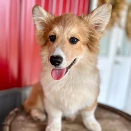 Orange Collar Boy Jingle - Red male Pembroke Welsh Corgi puppy in Paris, Kentucky from Flat Run Corgis