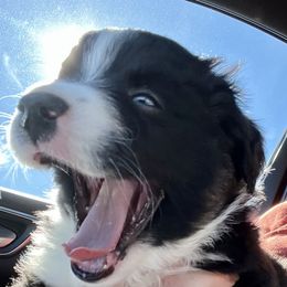 Aussiedoodle, Australian Shepherd, Miniature American Shepherd, and Miniature Australian Shepherd Puppies from Bline's Awesome Aussies