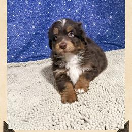 Mini-Aussie Doodle Male 2 - Red male Miniature Australian Shepherd puppy in Pensacola, Florida from TNT MINI AUSSIES