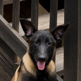 AKC Dark Mask Malinois female - Lifestyle Trained - Black sable female Belgian Malinois puppy in Dallas, Texas from Kaizen von Ruach Malinois