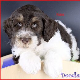 Rolo - Tri-color male Australian Labradoodle puppy in Billings, Montana from Doodle Around