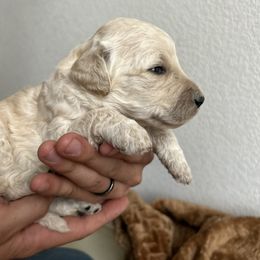 Goldendoodle Puppies from Denim & Doodles