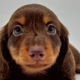 Dachshunds from AKDachshunds