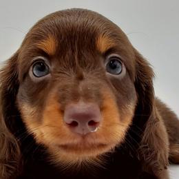 Dachshunds from AKDachshunds