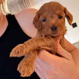 Raven - Red  female Goldendoodle puppy in Glendale, Arizona from Follow Your Bliss Doodles