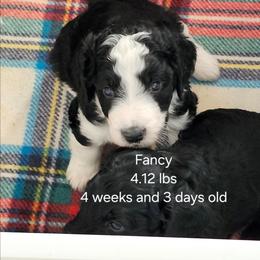 Yellow collar fancy - Black and white female Bernedoodle puppy in Fairmount, Indiana from Capens' Doodles,Poodles and Poo's