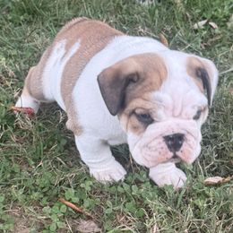 Bulldog puppies from Hope Thornburg