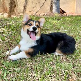 Summer - Black and tan male American Corgi puppy in Florida from Sunrise Corgis
