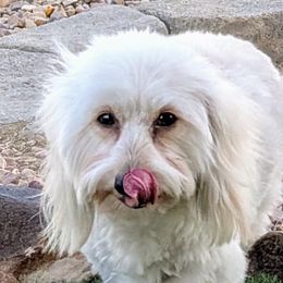 Basset Hounds and Dachshunds from HI Desert Hounds