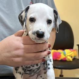 Angel - White and black male Dalmatian puppy in New Jersey from Prestige Dalmatians