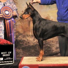 Doberman Pinschers from Abendrot