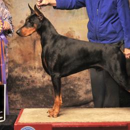 Doberman Pinschers from Abendrot