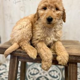 Lexie Belle English Teddybear - Apricot female Goldendoodle puppy in Grove, Oklahoma from Guinn Family Farms