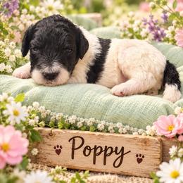 Poppy - Parti male Poodle puppy in Washington, Pennsylvania from Patriotic Poodles