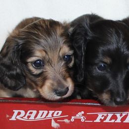 Dachshunds from Missy’s Mini Dachshunds