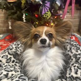Norwegian Elkhound and Papillon All Grown Up from Mikanon