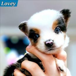Lovey - Blue merle female Miniature Australian Shepherd puppy in Punta Gorda, Florida from Christie's Creekside Aussies