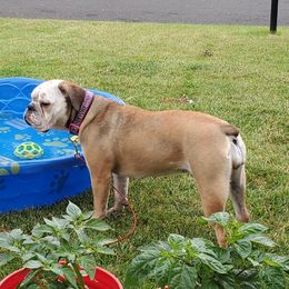 Solveig - Olde English Bulldogge