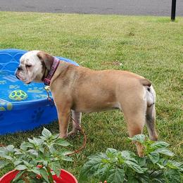 Solveig - Olde English Bulldogge