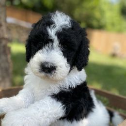 Sheepadoodle Puppies from Primrose Cottage Puppies