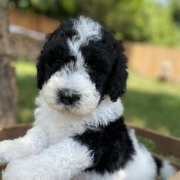 Sheepadoodle Puppies from Primrose Cottage Puppies