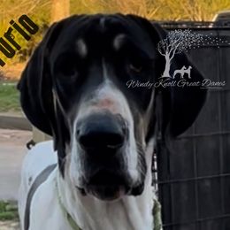 Furio - Great Dane