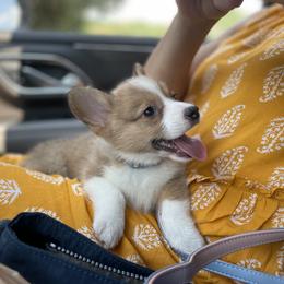American Corgi and Pembroke Welsh Corgi Puppies from High Hopes Farm