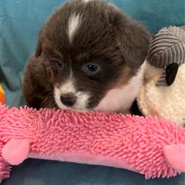 Girl 2 Bluie - Blue female Pembroke Welsh Corgi puppy in Moundville, Alabama from Cartee Corgis - Debi Cartee Mills