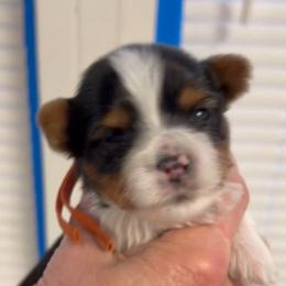 Blue Collar, now Orange Collar - Parti male Yorkshire Terrier puppy in Augusta, Georgia from Melissa's Paw Impressions