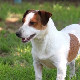 Sage - Russell Terrier