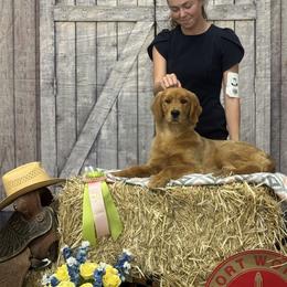 Golden Retriever Puppies from Lyons Golden Retrievers