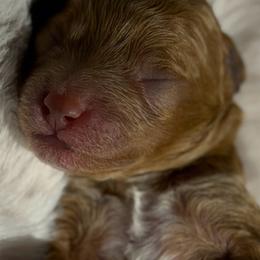 The Golden Sweetheart - Apricot male Poodle puppy in Davie, Florida from Dave Poodles