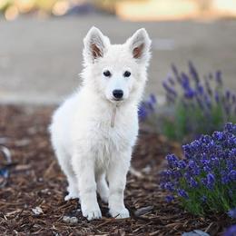 Berger Blanc Suisse and German Shepherd Puppies from Scenic Creek German Shepherds and White Swiss Shepherds