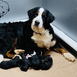 Boy 3 - male Bernese Mountain Dog puppy in Bristol, Tennessee from Holston Hollow Farm