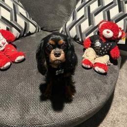 Kinsley - Cavalier King Charles Spaniel