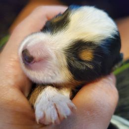 Miniature Australian Shepherd Puppies from CopperHead Aussies