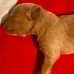 Girl 1 - Wheaten female Miniature Schnauzer puppy in Mission, Texas from Blue Rose's Schnauzers