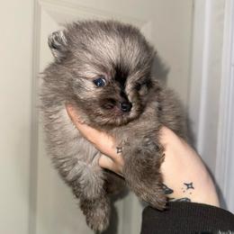 River - TINY - Blue merle male Pomeranian puppy in Lanett, Alabama from H.P.P