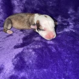 Hoppy - White and red female Pembroke Welsh Corgi puppy in Godley, Texas from Bradley Kennels