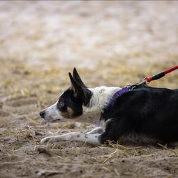 Cocoa - Border Collie