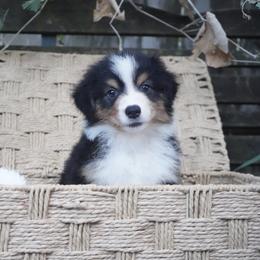 Emerald - Black tri-color female Australian Shepherd puppy in Victoria, Texas from Silvermist Australian Shepherds