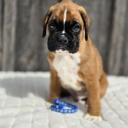 Major - Fawn male Boxer puppy in Preston, Maryland from Katie's Pups