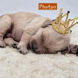 Photon - Apricot male Goldendoodle puppy in Neillsville, Wisconsin from Granton Creek