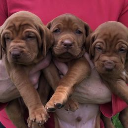 Vizsla puppies from SkoglundFarm Vizslas