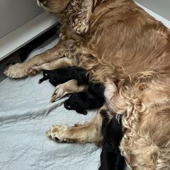 English Cocker Spaniel Puppies from Spring Run English Cocker Spaniels
